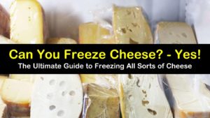 can you freeze cheese titleimg1