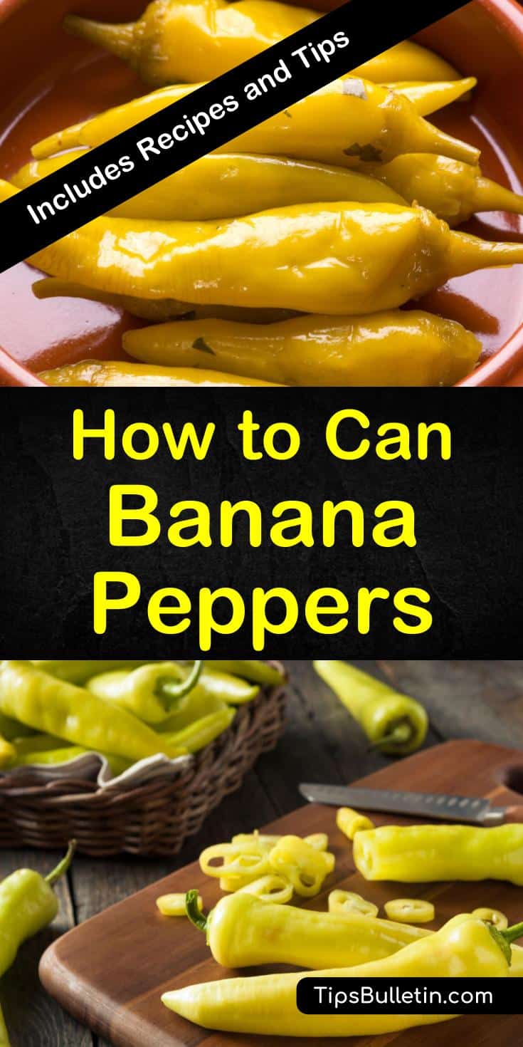 Make your banana peppers last the whole year long! Our guide will show you the best way for canning banana peppers in white vinegar so you can use them in recipes and sandwiches whenever you want! #canning #peppers #bananapeppers