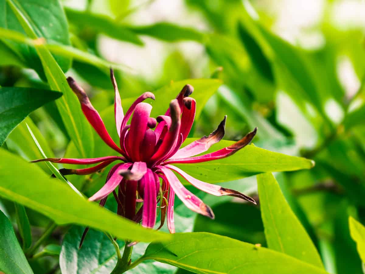 Carolina allspice has a scent-sational fragrance