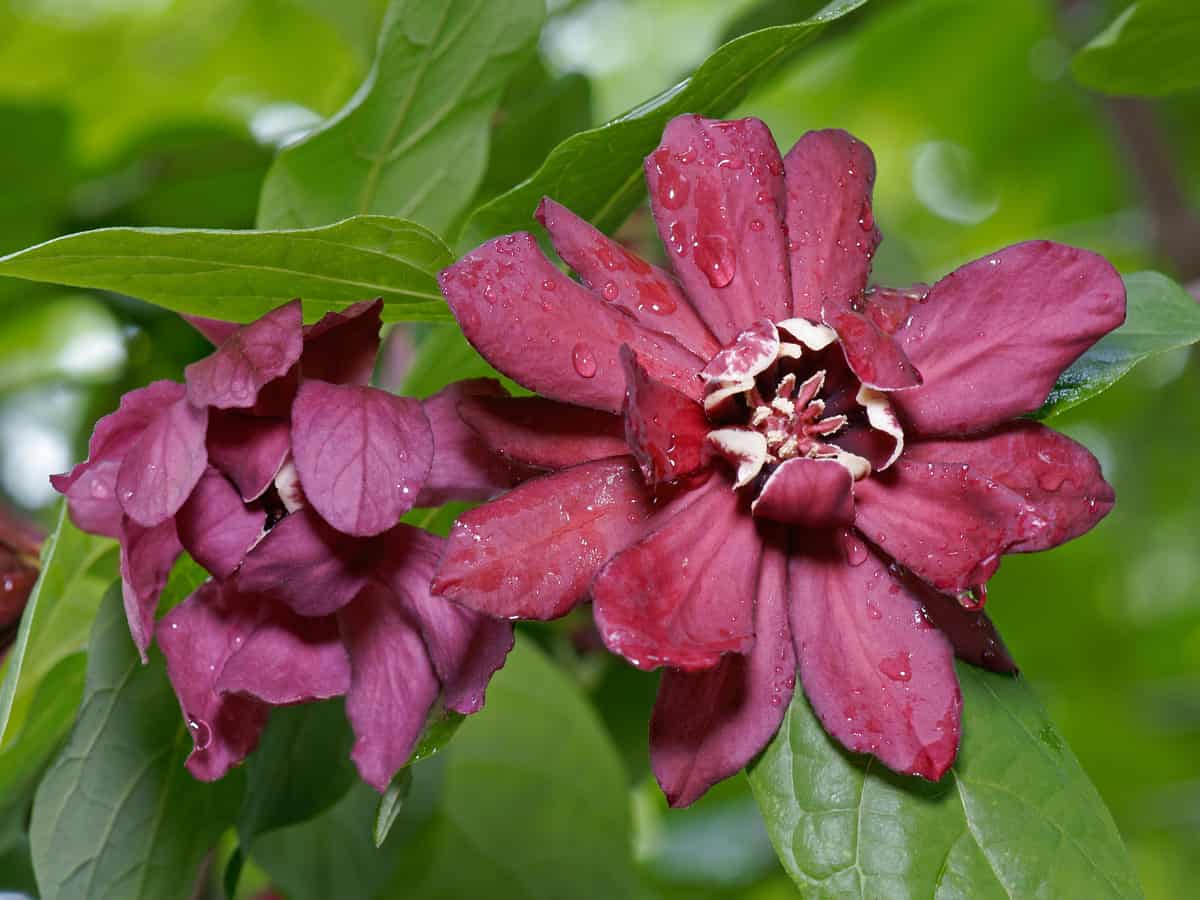 Carolina allspice will take up a nice big shady corner of your yard