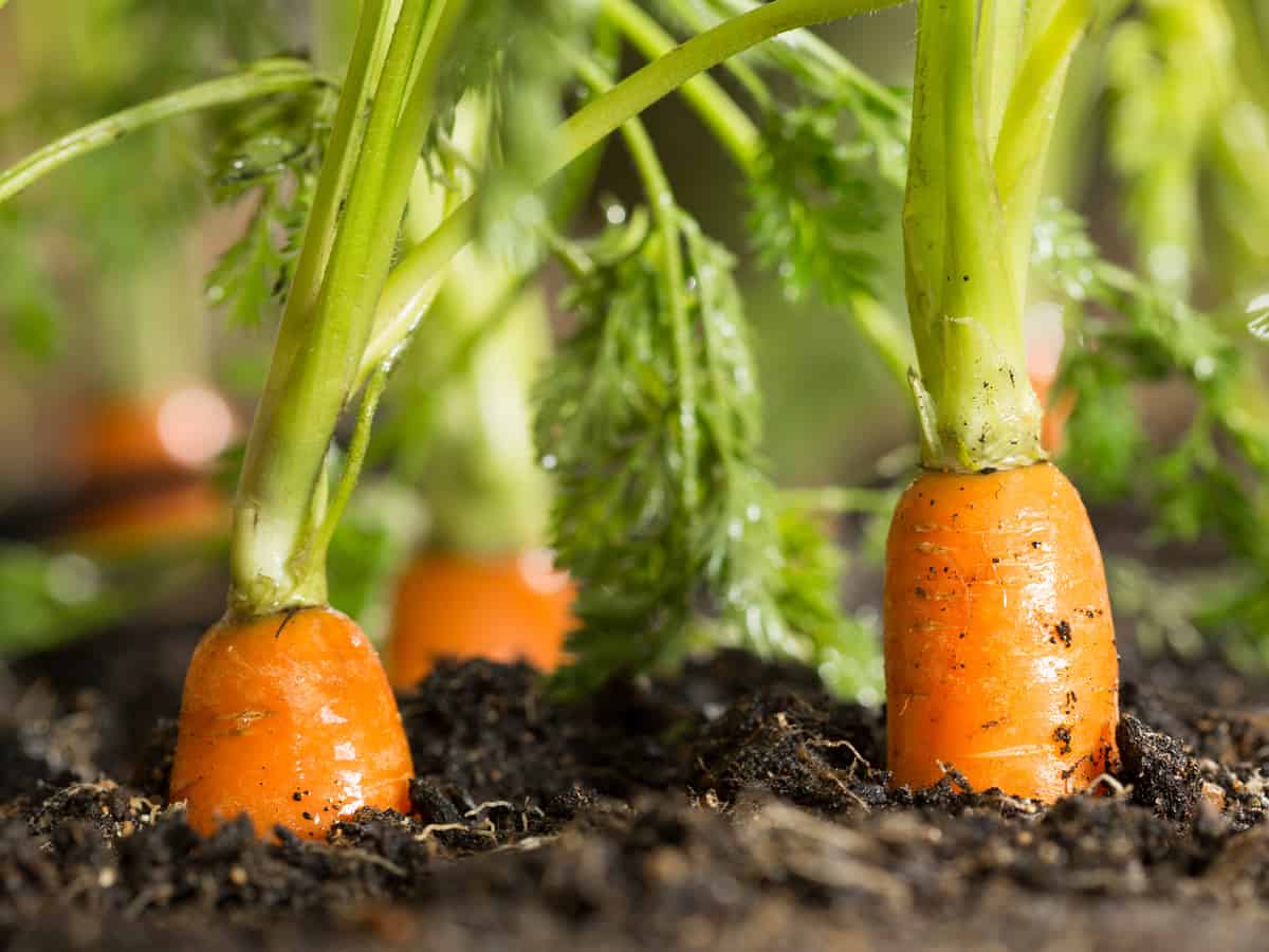 carrots are easy to grow indoors if you have a deep enough container