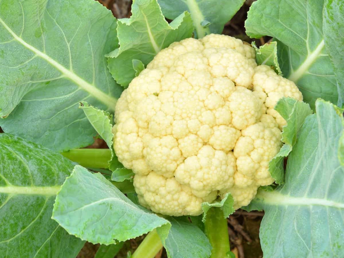 growing cauliflower indoors requires specific temperatures for year round harvesting