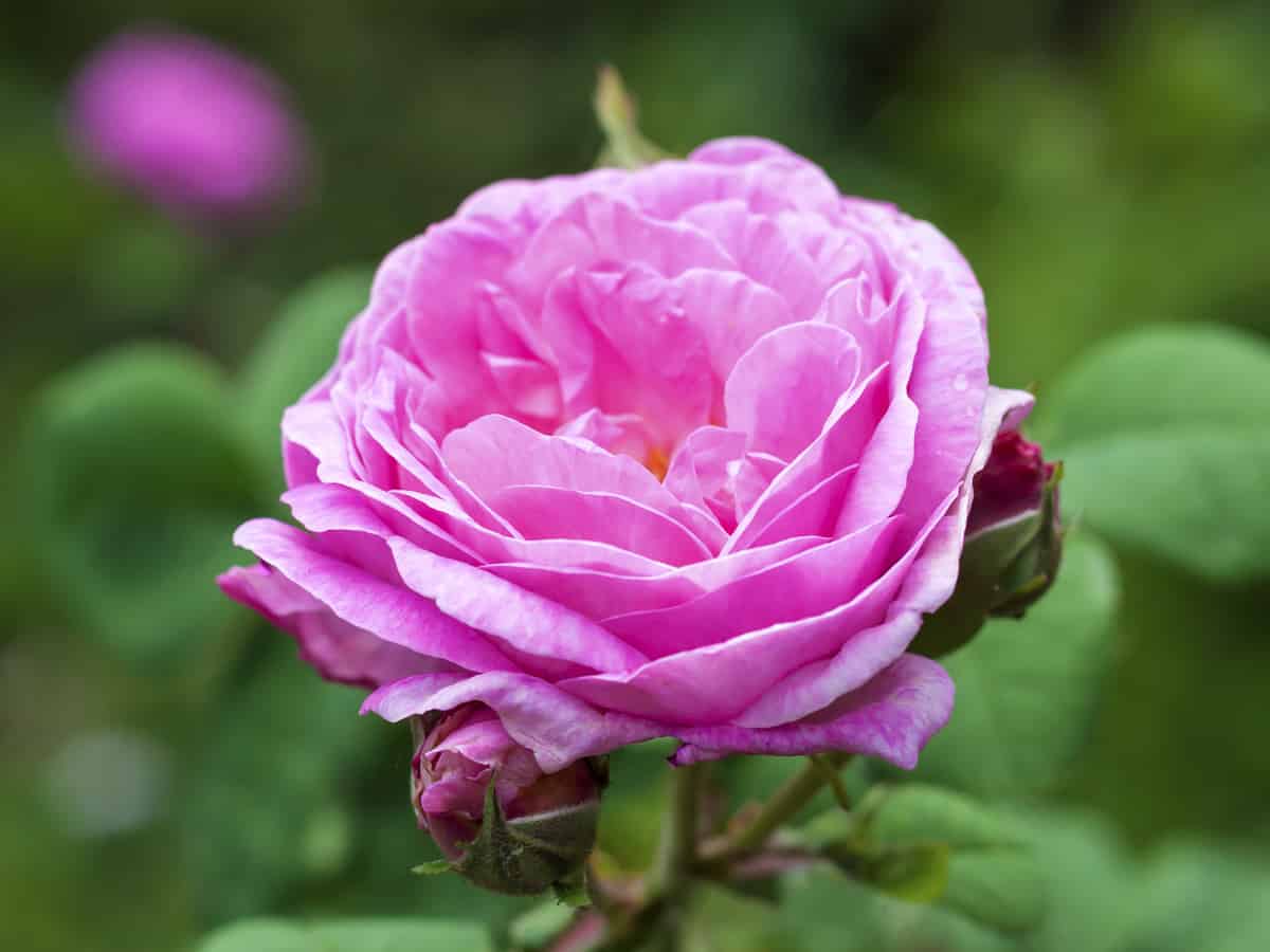 the centifolia rose is also called the cabbage rose