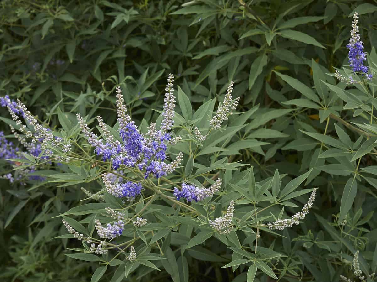 the chaste tree has beautiful flower spikes to add a big impact to your garden