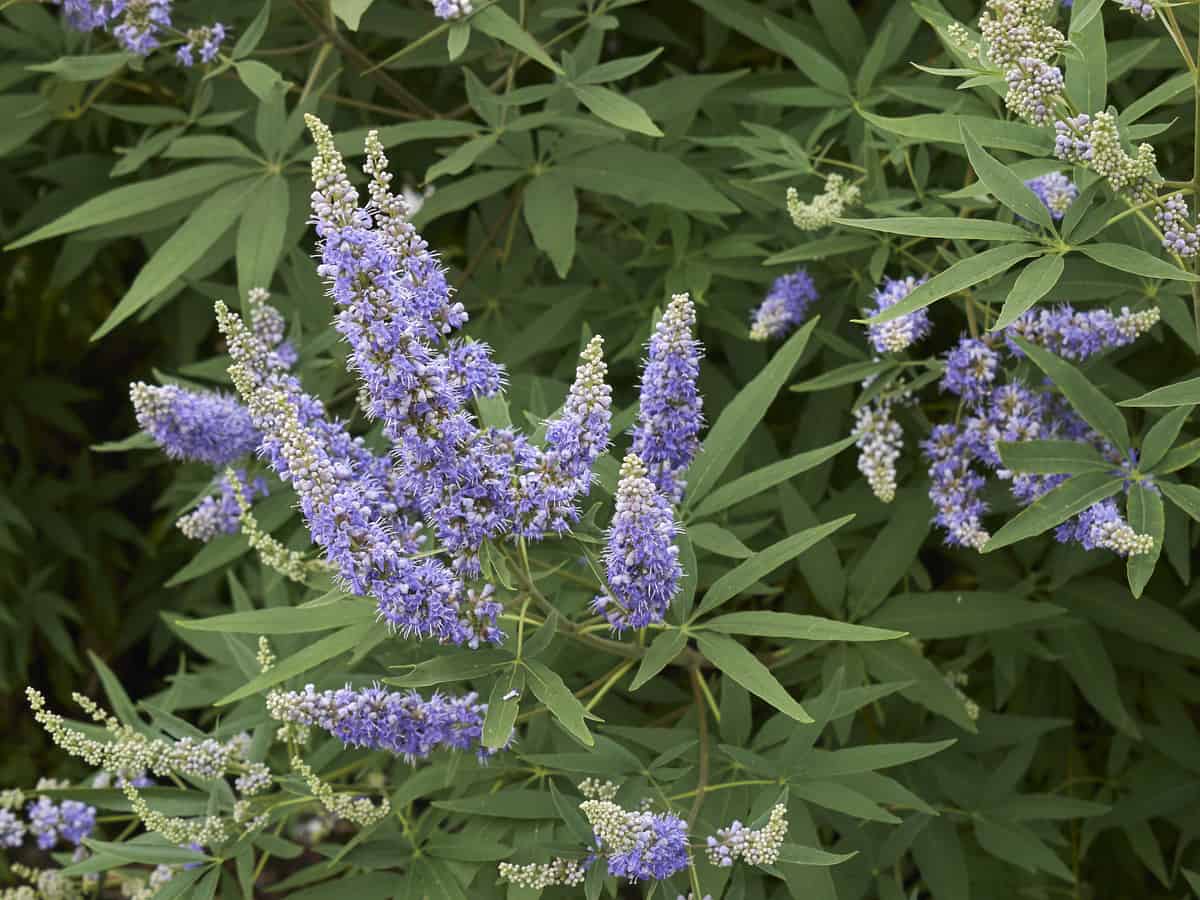 the chaste tree or vitex thrives in desert conditions