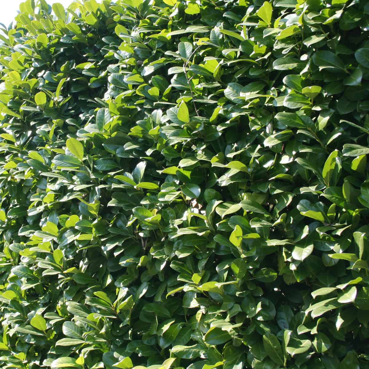 the cherry laurel offers a beautiful formal hedge