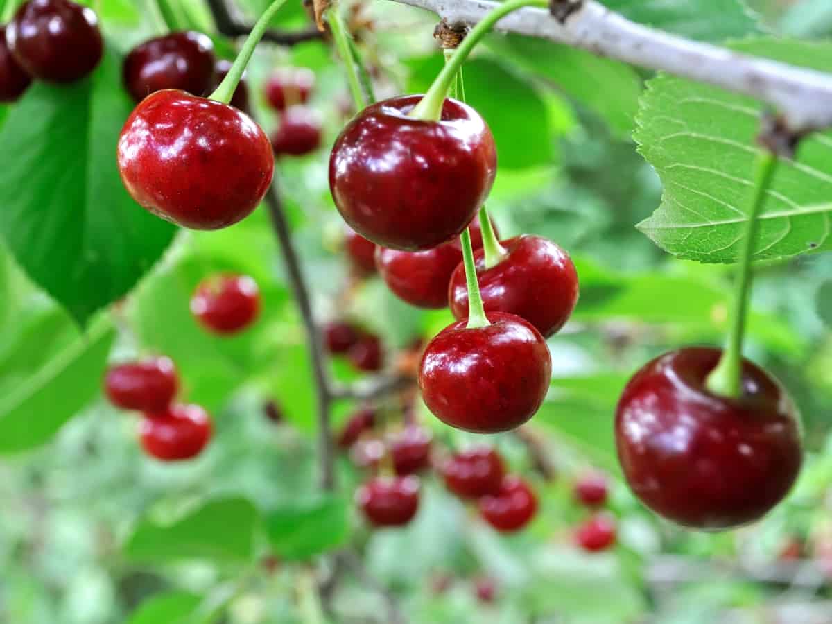 some dwarf cherry trees are self-pollinating, making them a great option for growing indoors