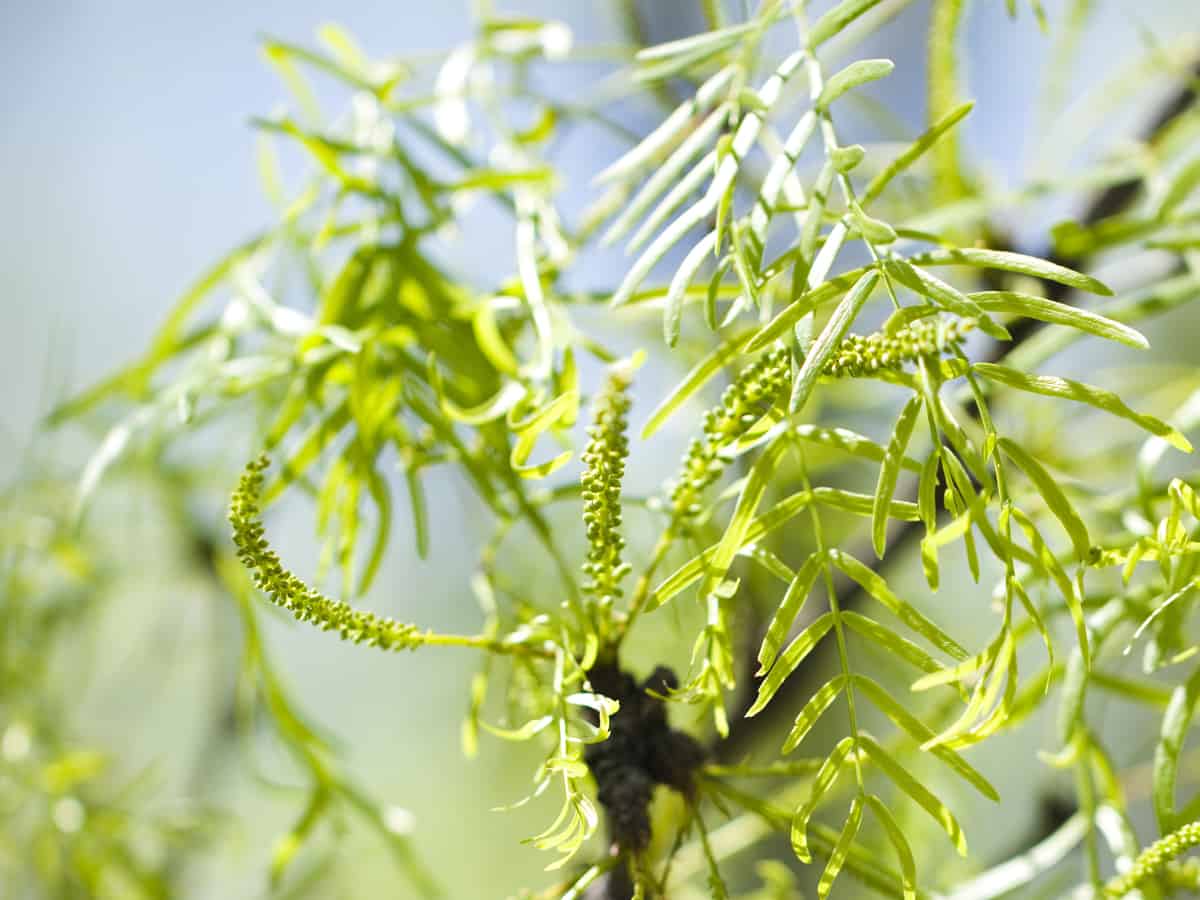 Chilean mesquite has drooping branches