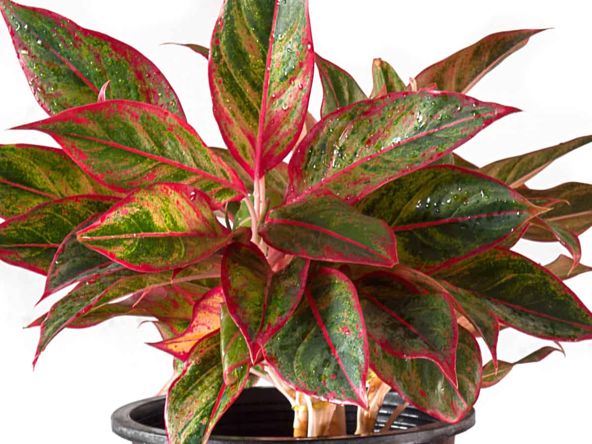 the Chinese evergreen is adaptable to home or office settings