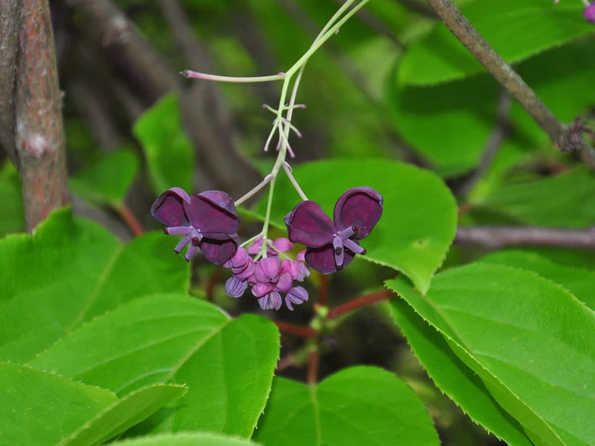 the chocolate vine requires support to flourish as a privacy hedge