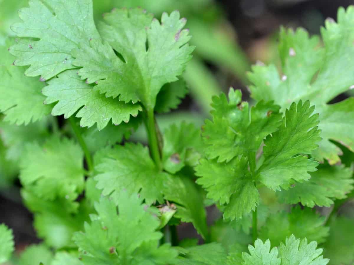 cilantro is also known as coriander