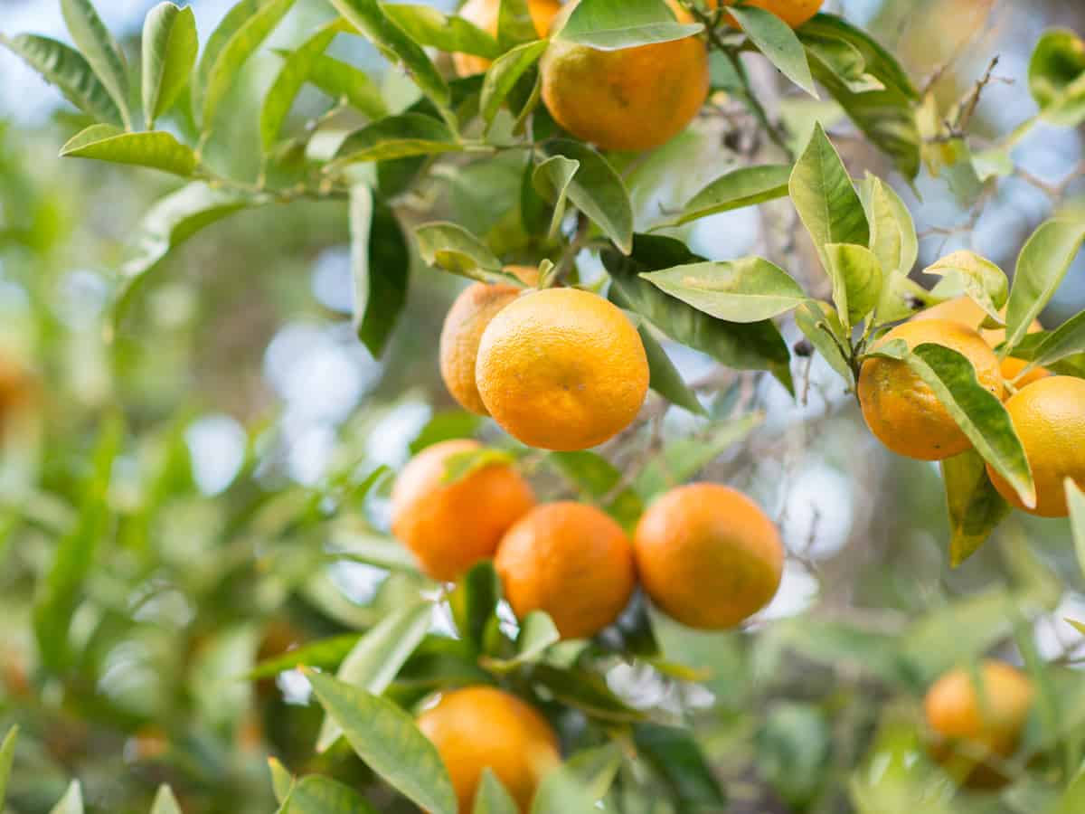 the clementine is a dwarf fruit tree