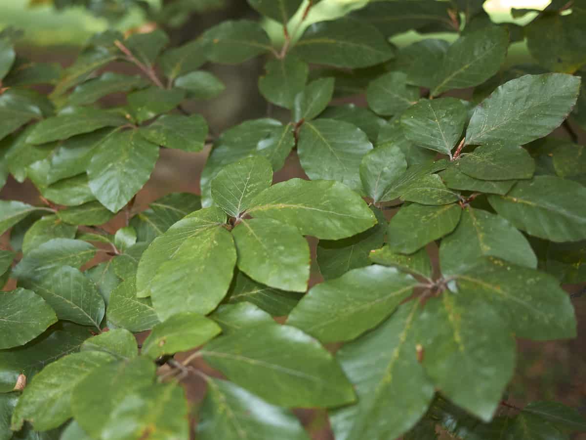 the common beech has dense foliage which makes it the perfect plant for a privacy hedge
