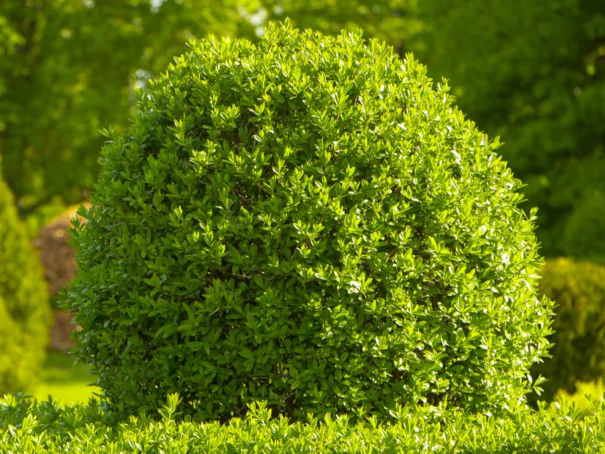 common boxwood makes a lovely hedge plant