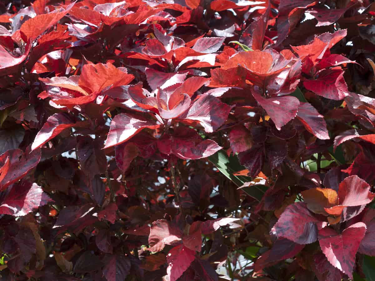 the copper plant can live in a variety of light conditions, including shade