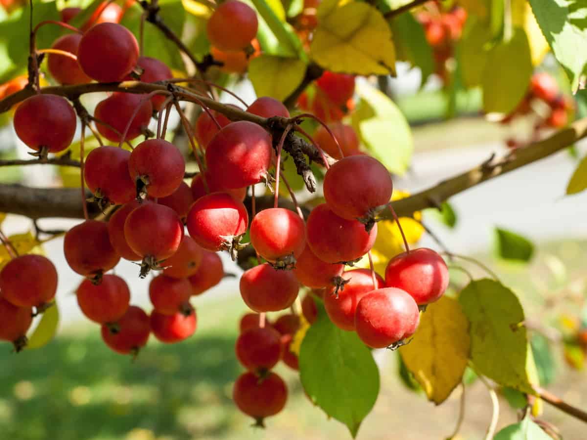 the crabapple - a small tree with year-round color