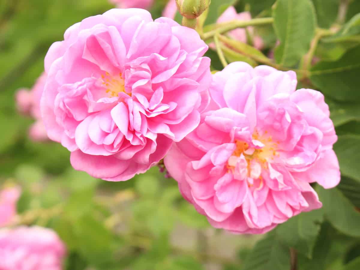 the damask rose comes in many different varieties and colors