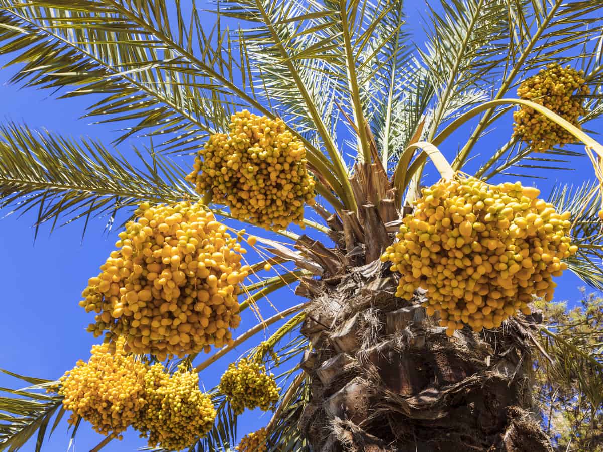 date palm - the desert tree that gives you fruit