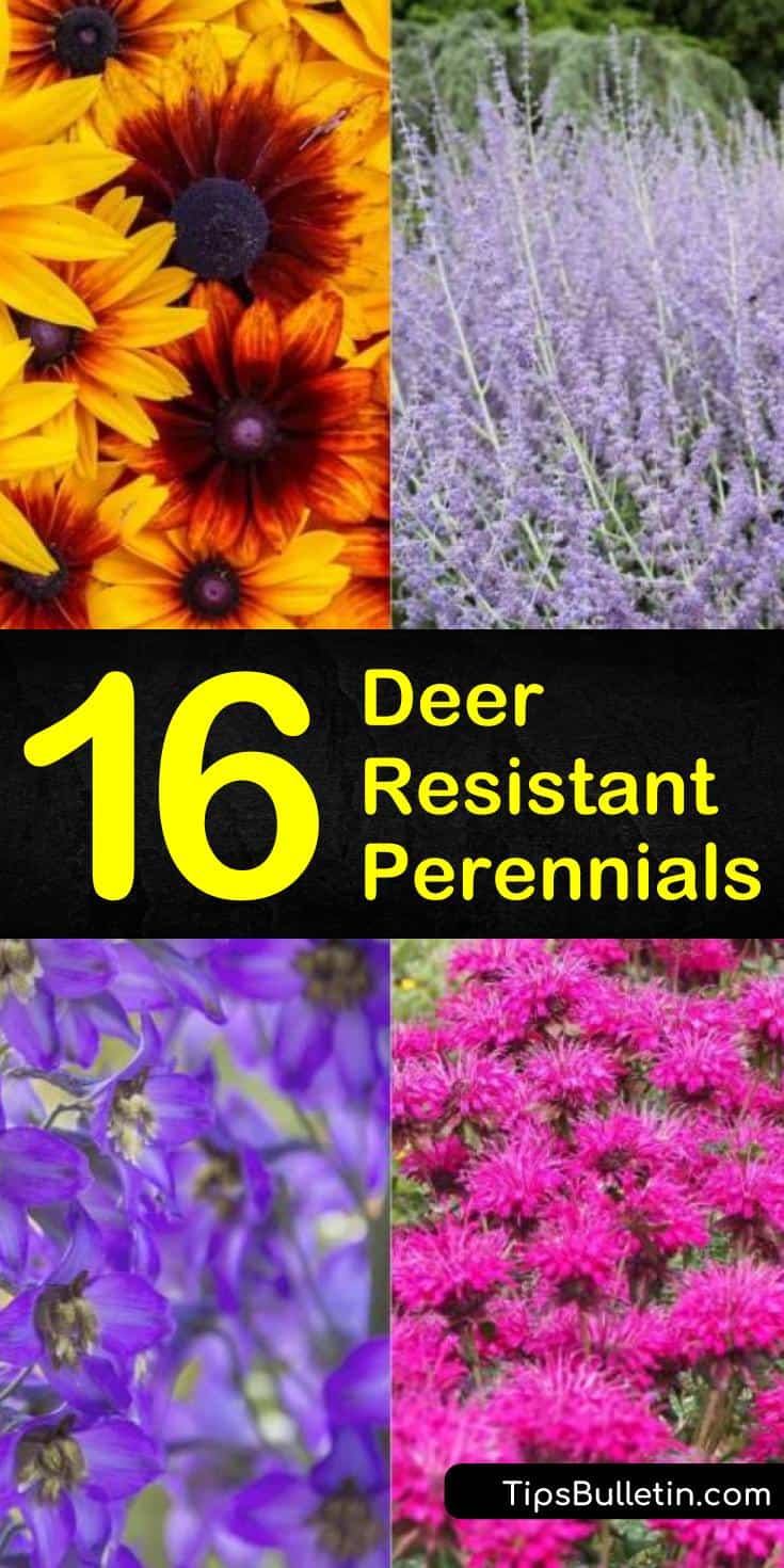 Come and learn how to create a deer resistant perennial garden in your front yard. Deer resistant perennial plants are more than just ornamental grasses. They include drought-tolerant plants and flower garden plants you will love. #repellentplants #plants #deer #resistant #perennials