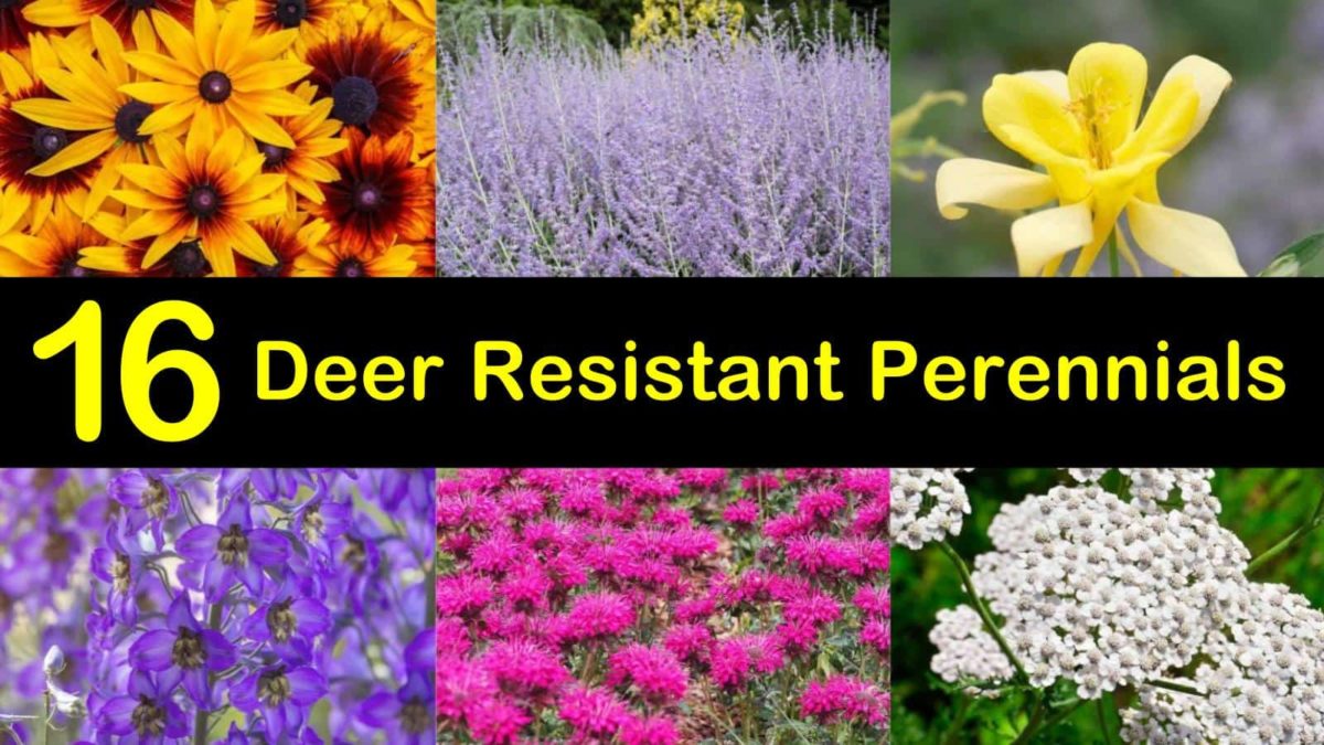 16 Deer Resistant Perennials that Won't Be on the Wildlife Menu