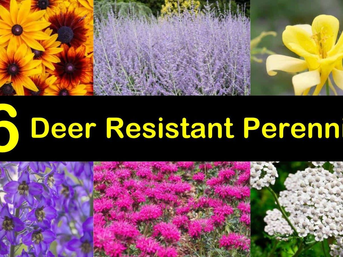 20 Deer Resistant Perennials that Won't Be on the Wildlife Menu