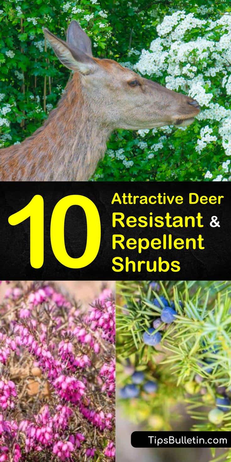 Make your front yards pest free! Our guide to deer resistant shrubs will show you how to fill your landscapes with privacy screens, purple flowers, trees in the shade and sun, and drought tolerant, evergreen hedges that act as a fence and keep deer away! #shrubs #deer #resistant #deerproof