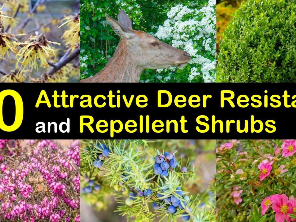 20 Attractive Deer Resistant and Repellent Shrubs