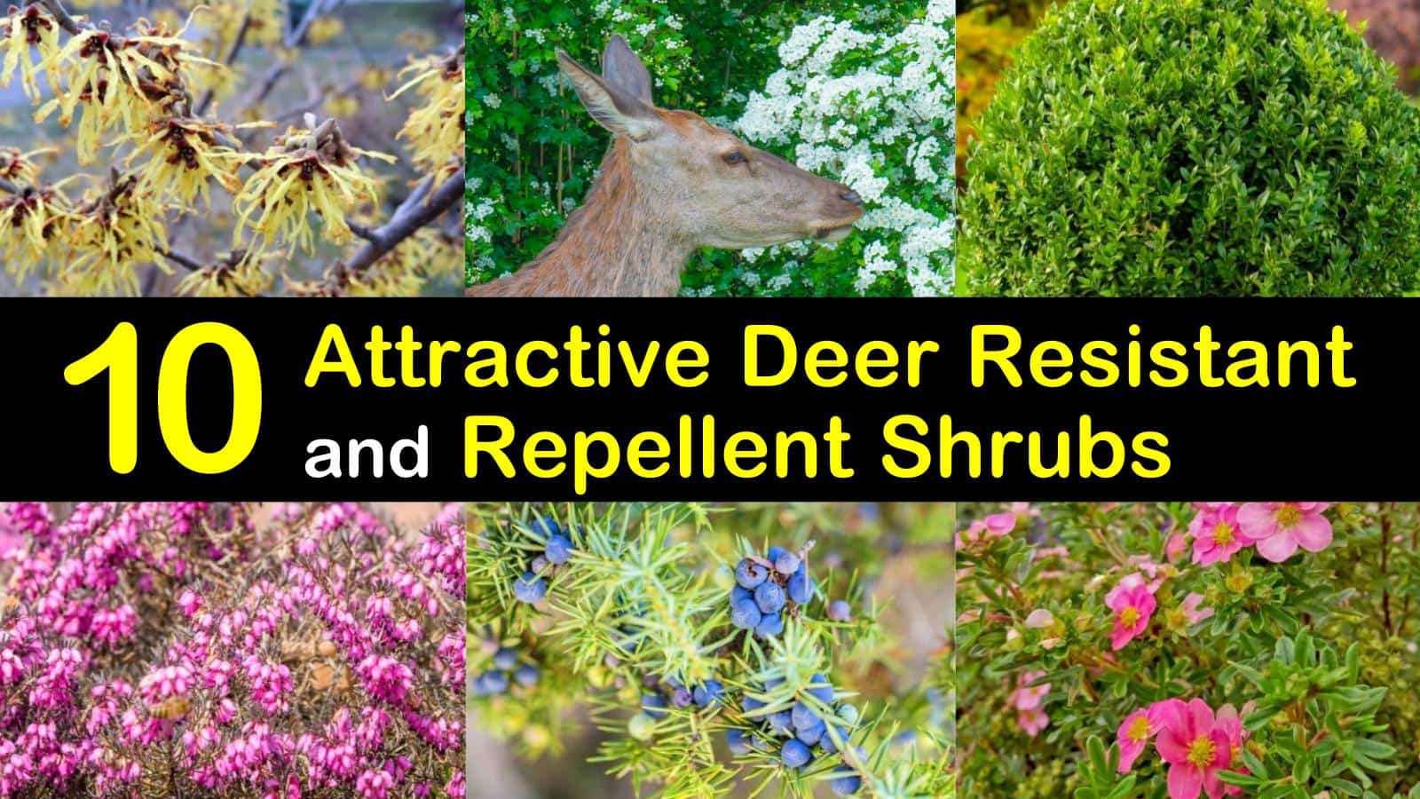 deer resistant shrubs titleimg1