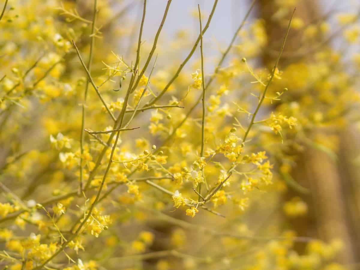 the Desert Museum palo verde has brilliant yellow flowers in spring