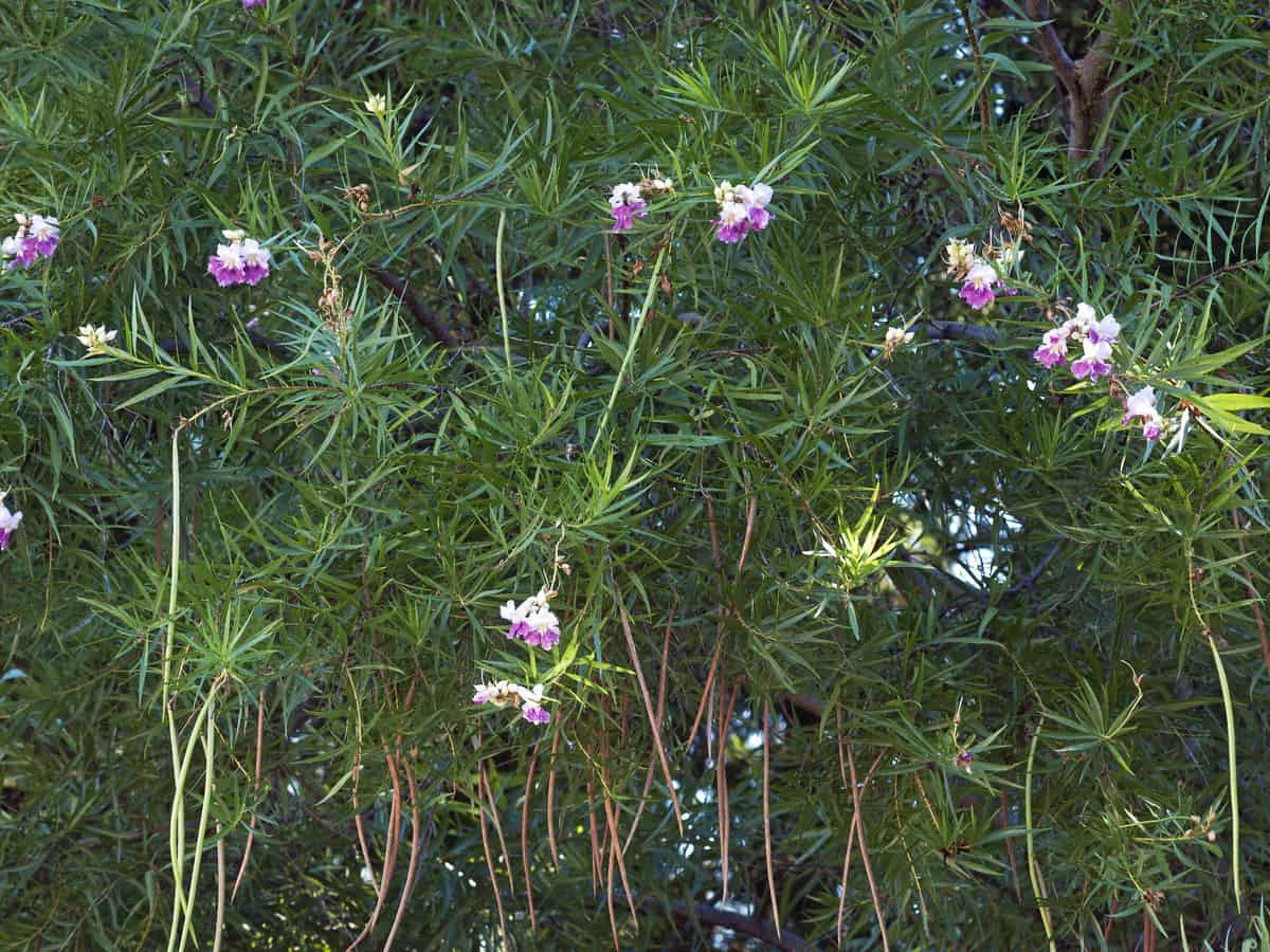 desert willow loves the heat and sun