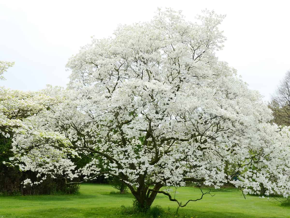 the dogwood is a fast grower for a shady part of your yard