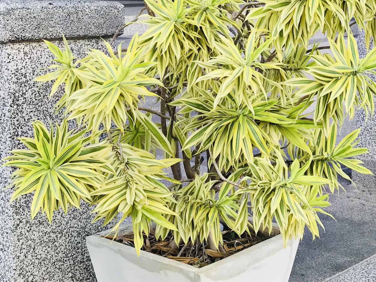 dracaena is a sturdy, easy-to-care-for plant that is just right for an office setting