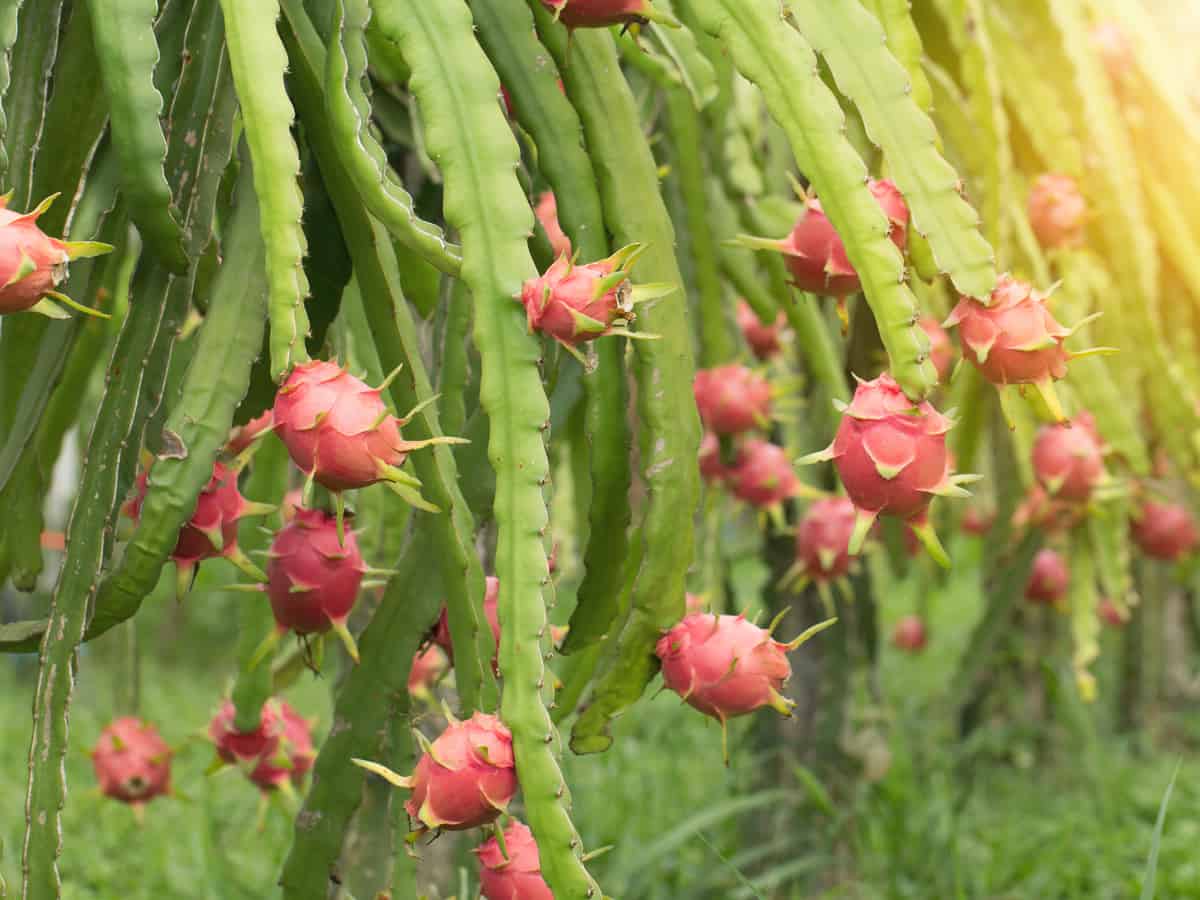 the dragonfruit tree is cactus-like