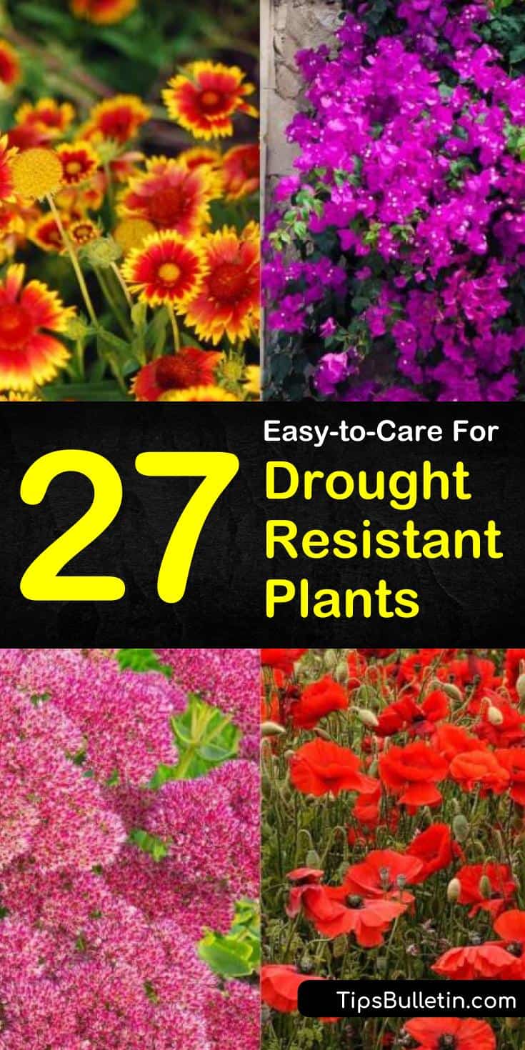 California, Texas, and Colorado are known for droughts, while Florida is known for its hot and humid conditions. Using easy to care for drought resistant plants for xeriscaping allows you to turn your front yards into a beautiful desert landscape. #droughttolerant #plants #droughtresistant