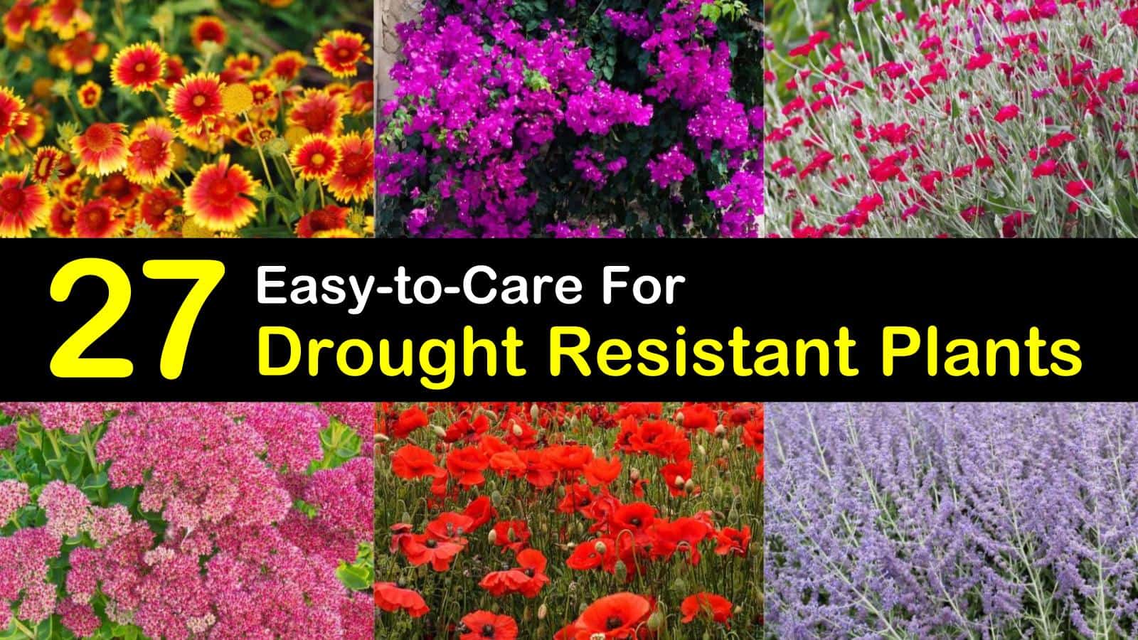 drought resistant plants titleimg1