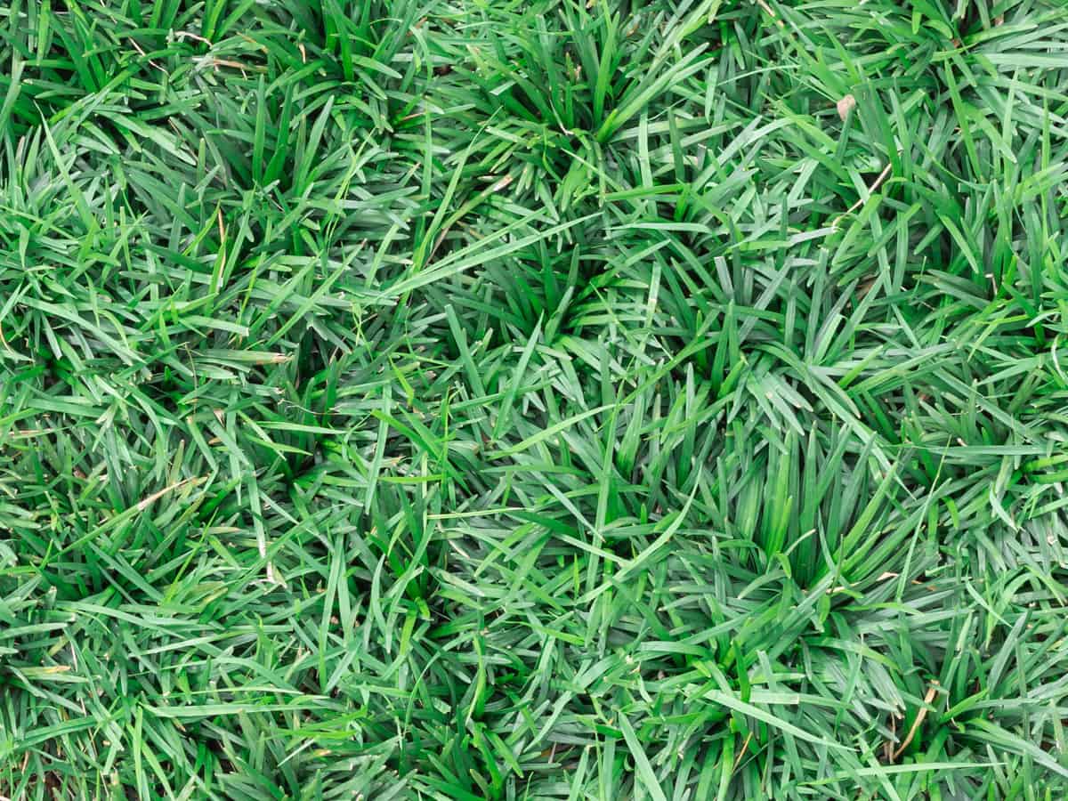 dwarf lilyturf has a tendency to spread