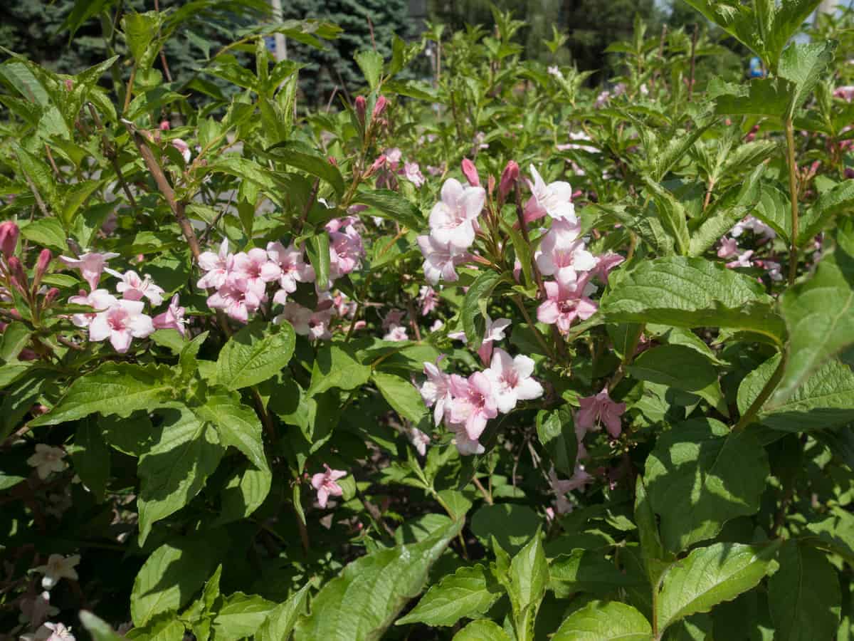 the minuet weigela is a dwarf privacy plant that has a lot of color