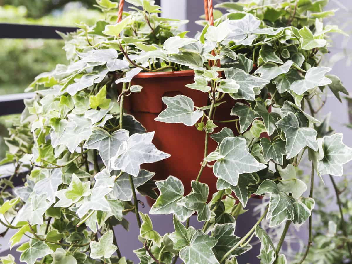 English ivy is a great hanging plant for the office