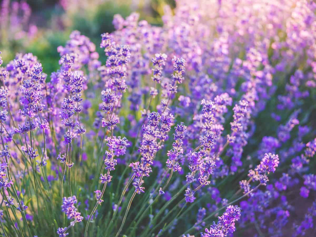 English lavender is suitable for both indoor and outdoor gardens