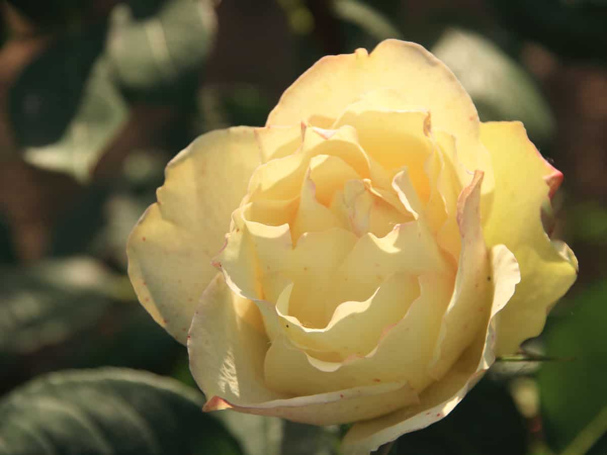 English roses will definitely spruce up your garden