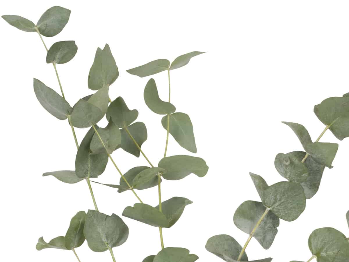 the oils in eucalyptus leaves are a great stress-reliever