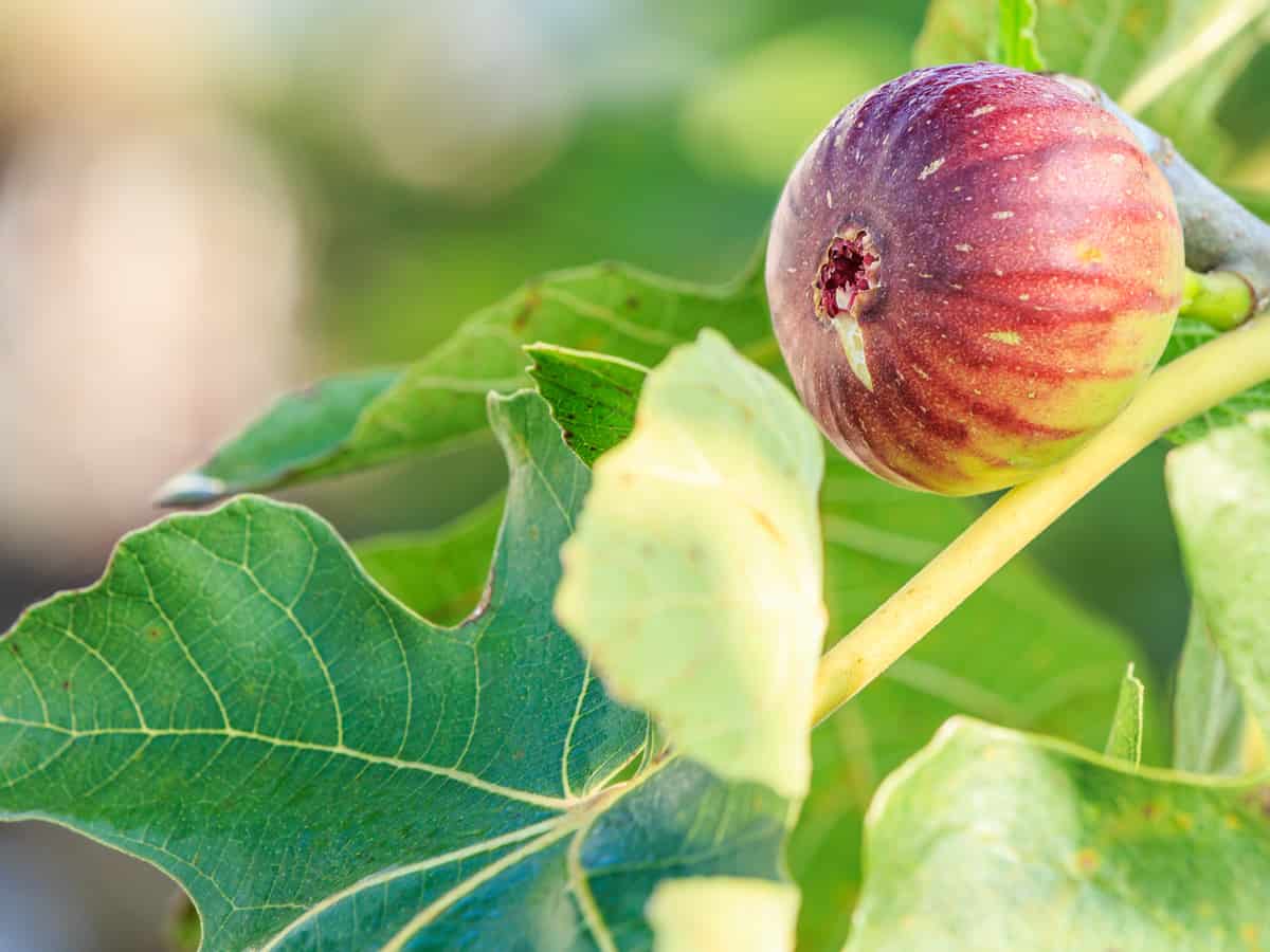 the fig tree has delicious fruit