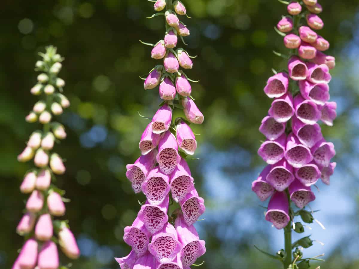 foxglove adds some vertical interest to shady spots