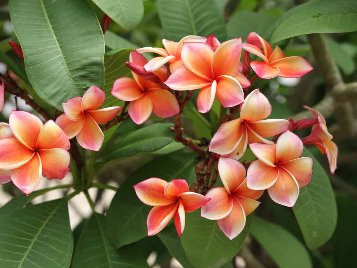 frangipani or plumeria is a scent-sational fragrant plant for an outdoor garden