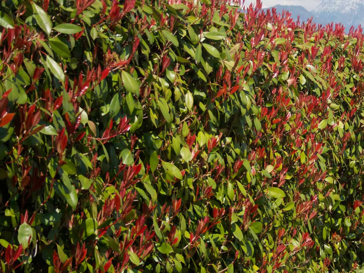 fraser photinia offers an evergreen screen for your yard