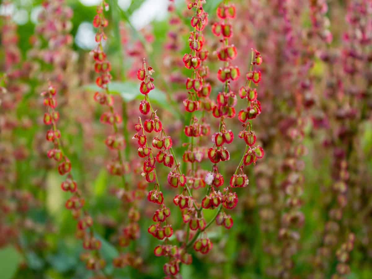 French sorrel has edible leaves that taste like lemon