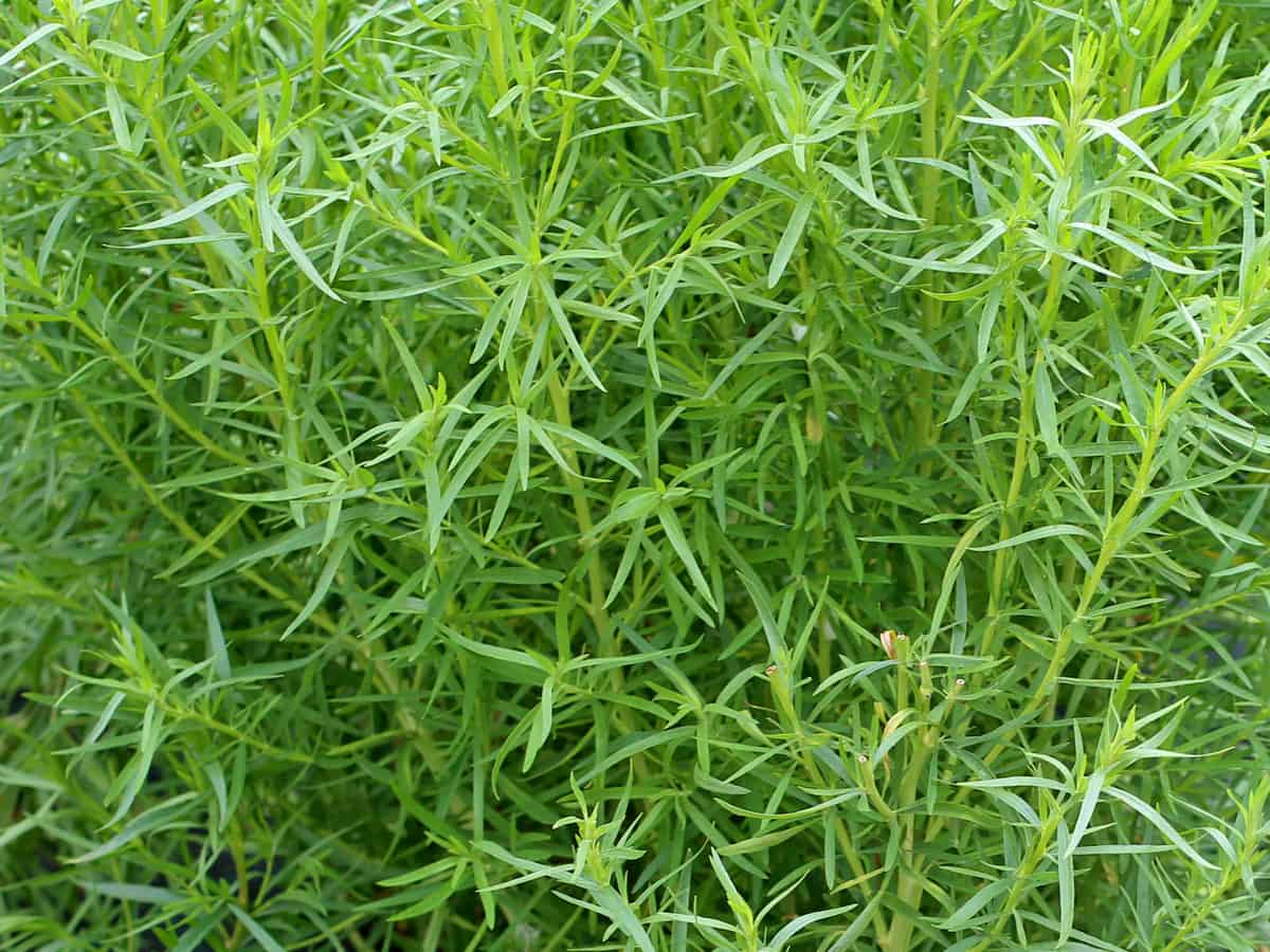 French tarragon should be part of any edible landscape