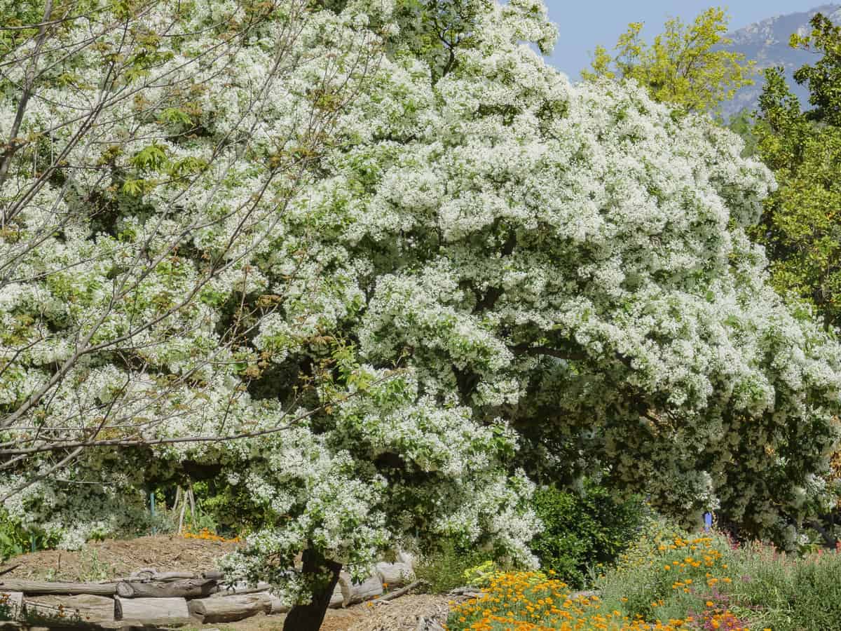 the fringe tree is perfect for small garden spaces