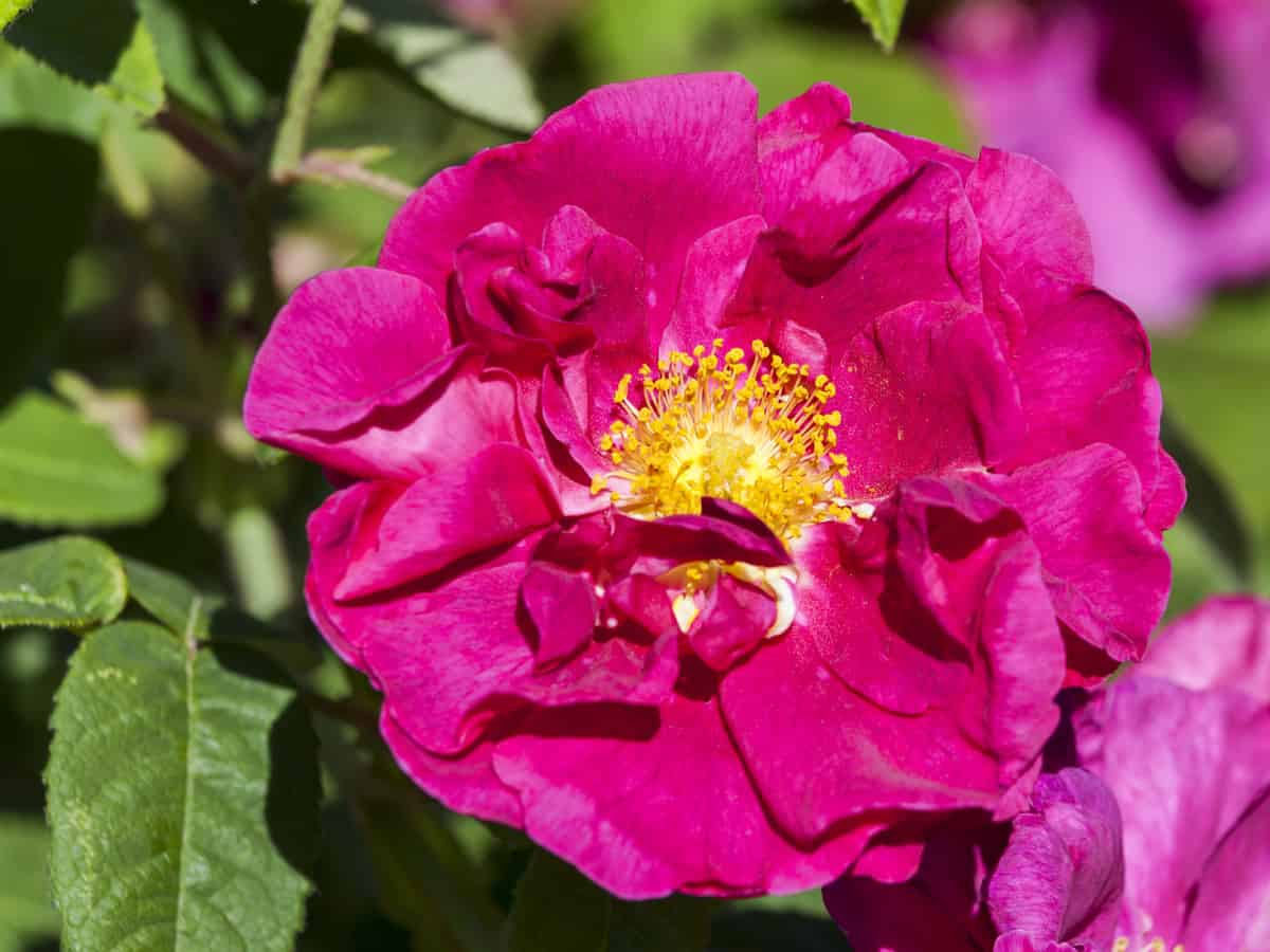 gallica rose is also known as the French rose