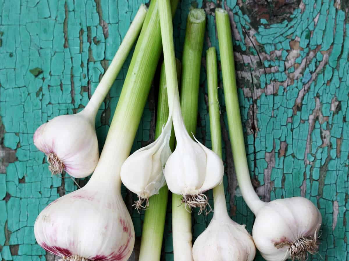 you can grow garlic greens inside